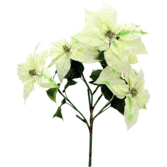 EUROPALMS Poinsettia bush, cream, 60cm