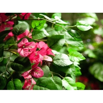 EUROPALMS Bougainvillea, artificial plant, pink, 150cm #3