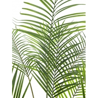 EUROPALMS Areca palm with big leaves, artificial plant, 185cm #2