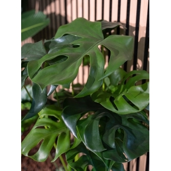 EUROPALMS Monstera Deliciosa, artificial plant, 90cm #4