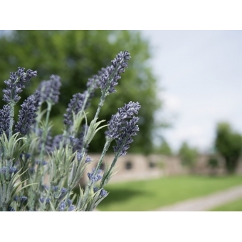 EUROPALMS Lavender bush, artificial, 61cm #10