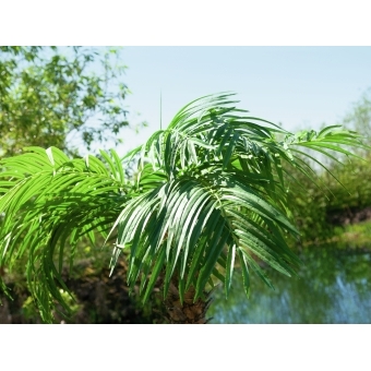 EUROPALMS Phoenix Palm Tree Luxor, artificial plant, 150cm #6