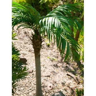 EUROPALMS Phoenix Palm Tree Luxor, artificial plant, 240cm #19