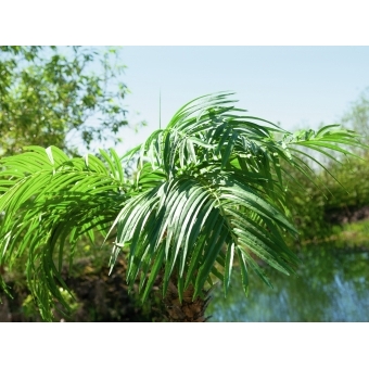 EUROPALMS Phoenix palm tree luxor, artificial plant, 300cm #4