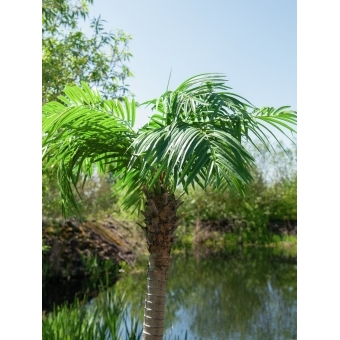 EUROPALMS Phoenix palm tree luxor, artificial plant, 300cm #5