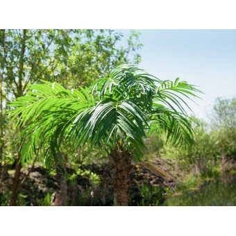 EUROPALMS Phoenix palm tree luxor, artificial plant, 300cm #6