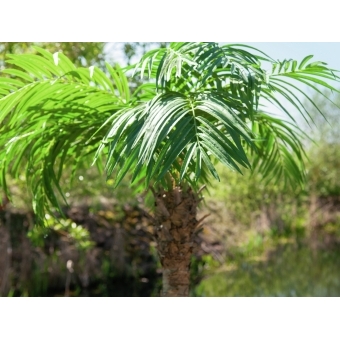 EUROPALMS Phoenix palm tree luxor, artificial plant, 300cm #7