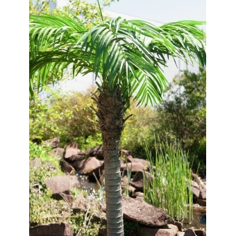 EUROPALMS Phoenix palm tree luxor, artificial plant, 300cm #8