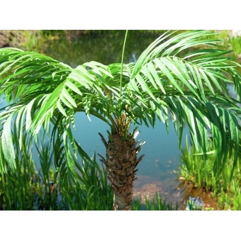 EUROPALMS Phoenix palm tree luxor, artificial plant, 300cm #9
