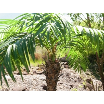 EUROPALMS Phoenix palm tree luxor, artificial plant, 300cm #10