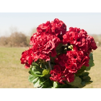 EUROPALMS Geranium, artificial, red, 42cm #9