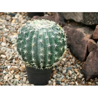 EUROPALMS Barrel Cactus, artificial plant, 34cm #5