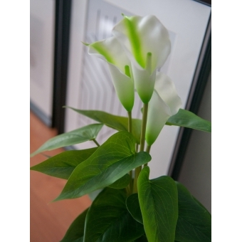 EUROPALMS Mini Calla, artificial plant, white, 43cm #3