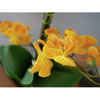 EUROPALMS Orchid arrangement EVA, artificial, yellow #6