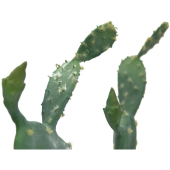 EUROPALMS Nopal cactus, artificial plant, 76cm #2