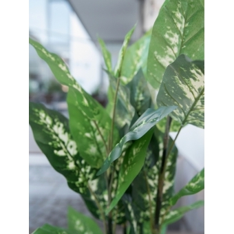 EUROPALMS Dieffenbachia, artificial, 120cm #8