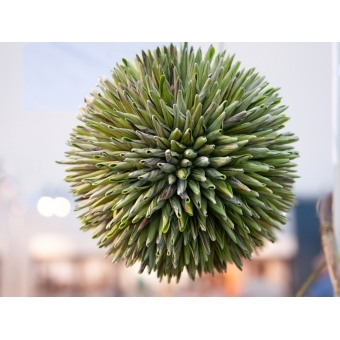 EUROPALMS Succulent Ball (EVA), artificial plant, green, 20cm #5