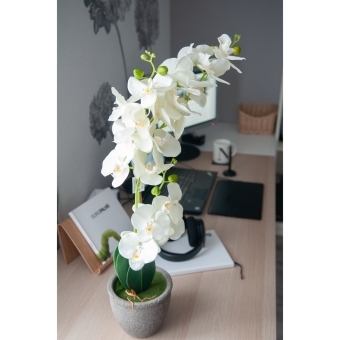 EUROPALMS Orchid, artificial plant, cream, 80cm #5