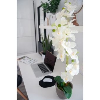 EUROPALMS Orchid, artificial plant, cream, 80cm #6