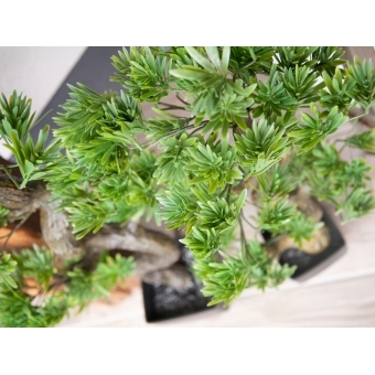EUROPALMS Pine Bonsai, 70cm #6