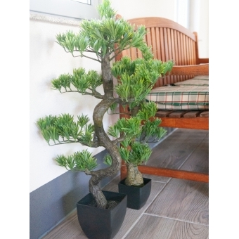 EUROPALMS Pine Bonsai, 70cm #7