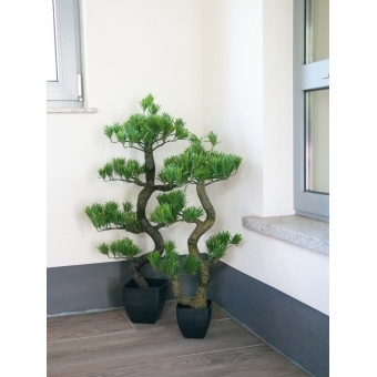EUROPALMS Pine Bonsai, 70cm #8