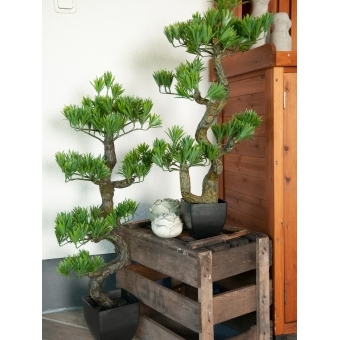 EUROPALMS Pine Bonsai, 70cm #9