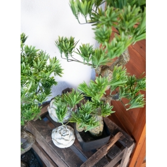 EUROPALMS Pine Bonsai, 70cm #10