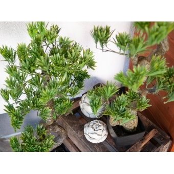 EUROPALMS Pine Bonsai, 70cm #11