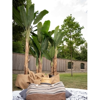 EUROPALMS Banana Tree, artificial plant, 120cm #7