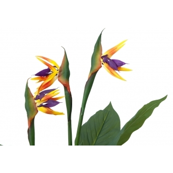 EUROPALMS Bird-of-paradise Flower, artificial plant, 90cm #4