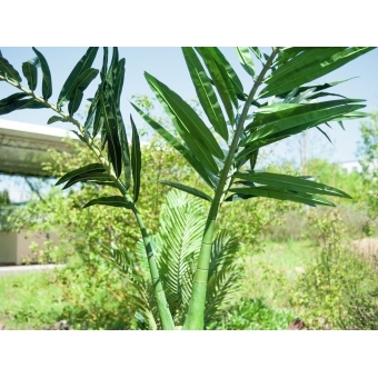 EUROPALMS Phoenix Palm, artificial plant, 240cm #6
