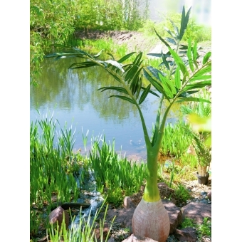 EUROPALMS Phoenix Palm, artificial plant, 240cm #11