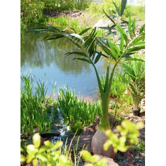EUROPALMS Phoenix Palm, artificial plant, 240cm #12