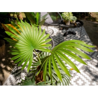 EUROPALMS Fan Palm, artificial plant, 88cm #5