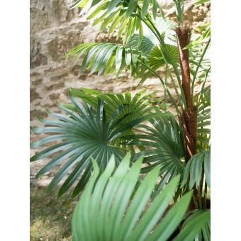 EUROPALMS Fan Palm, artificial plant, 130cm #9