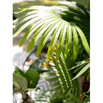 EUROPALMS Fan Palm, artificial plant, 155cm #5