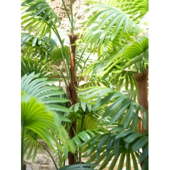 EUROPALMS Fan Palm, artificial plant, 155cm #8