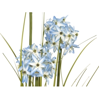 EUROPALMS Allium grass, artificial plant, blue, 120 cm #2
