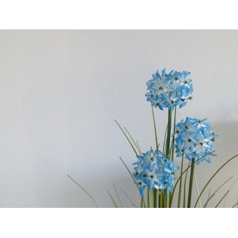 EUROPALMS Allium grass, artificial plant, blue, 120 cm #6