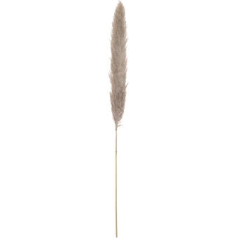 JOLIPA Pampas Grass Branch, dried, natural, 137cm