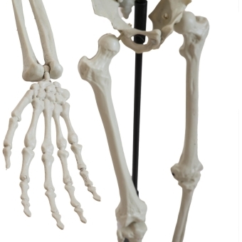 EUROPALMS Halloween Skeleton, standing, 150 cm #2