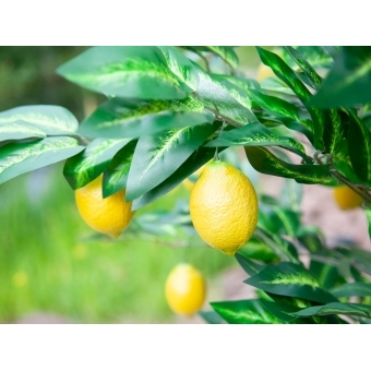 EUROPALMS Lemon Tree, artificial plant, 180cm #7