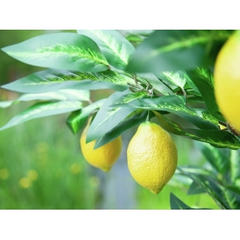 EUROPALMS Lemon Tree, artificial plant, 180cm #8