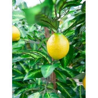 EUROPALMS Lemon Tree, artificial plant, 180cm #11