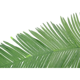 EUROPALMS Coconut King Palm Branch, artificial, 180cm #2