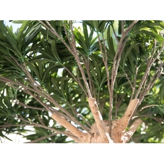EUROPALMS Bonsai tree, artificial plant, 180cm #8