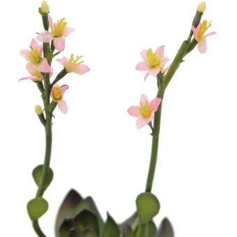 EUROPALMS Houseleeks (EVA), artificial plant, pink, 32cm #2