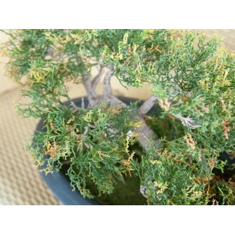 EUROPALMS Pencil Cedar, artificial plant, 40cm #3
