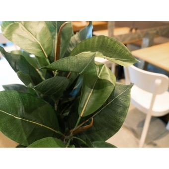 EUROPALMS Rubber Tree, artificial plant, 120cm #5